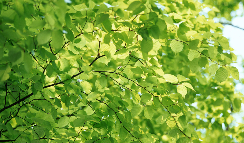 Естественный зеленый цвет природы