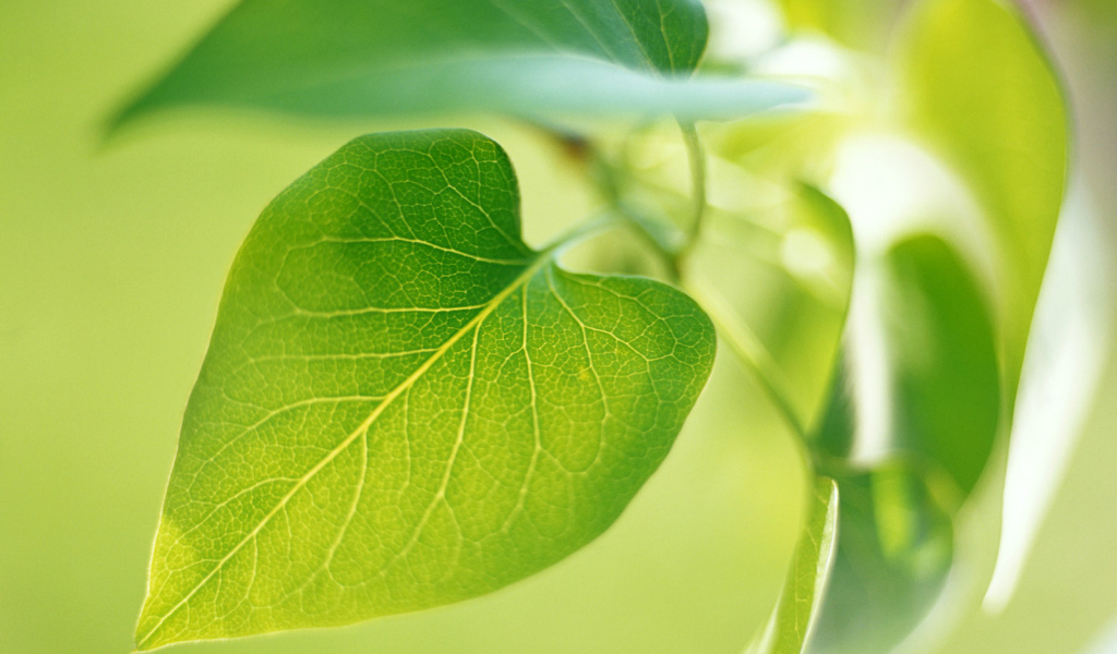 Новый зеленый лист