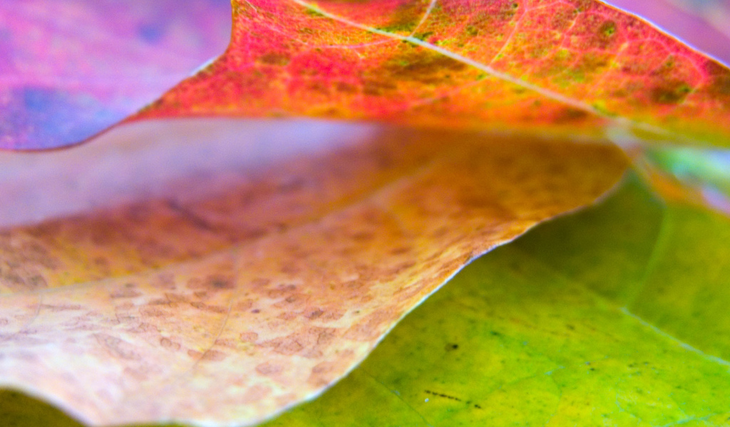 Хороший лист