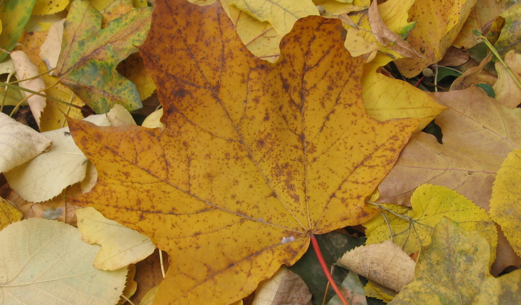 Старый Осенний лист