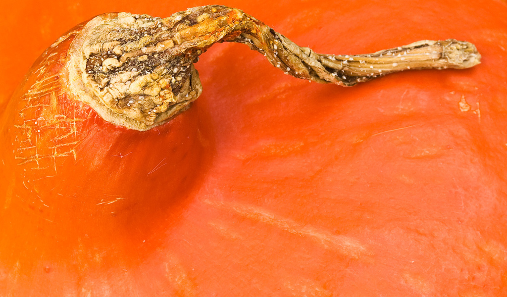 Оранжевая часть тыквы