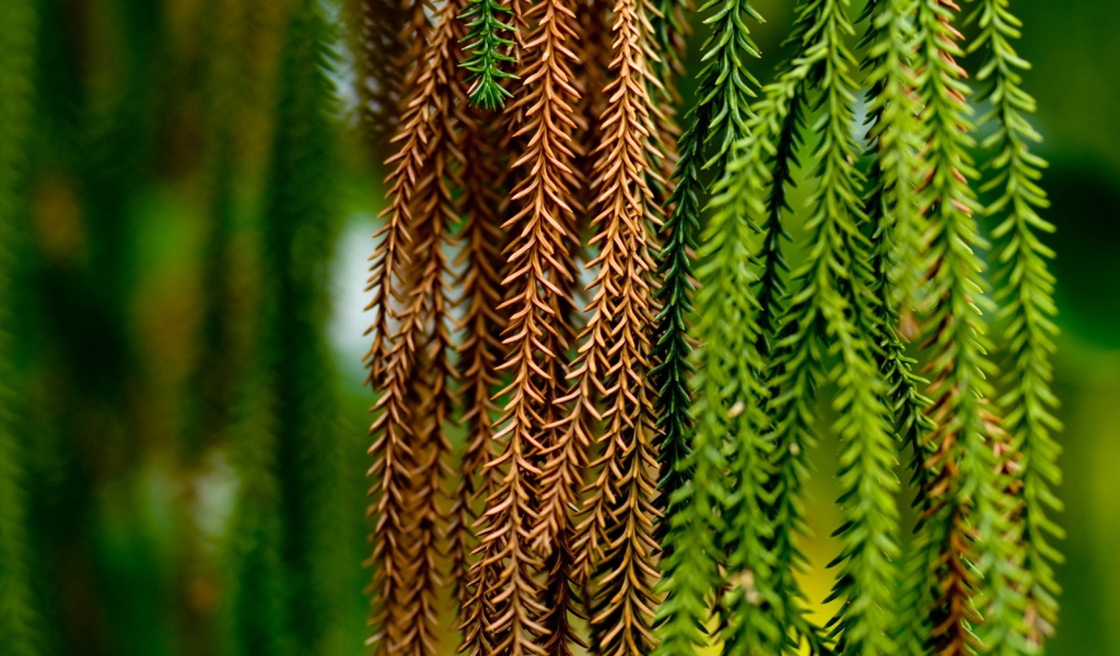 Сосновые тузы