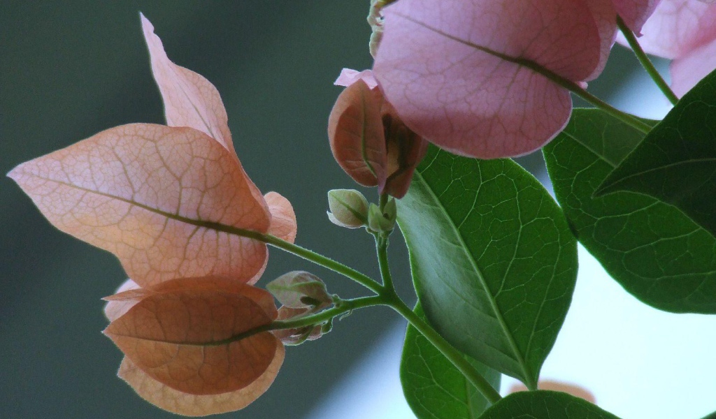 Розовый зеленый цвет