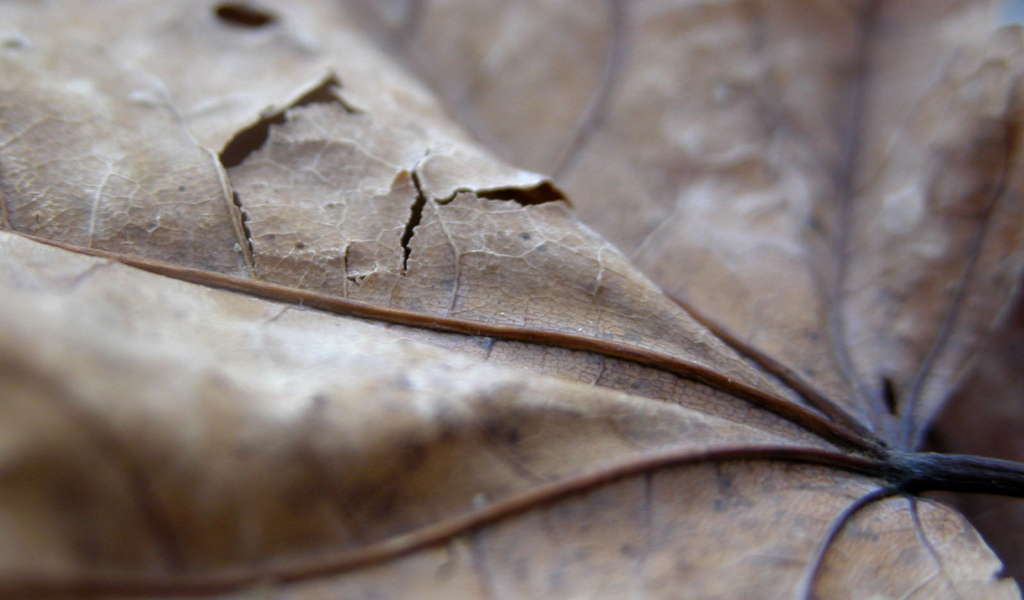 Проколотый коричневый лист