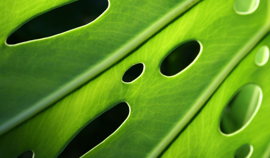 Проколотый лист