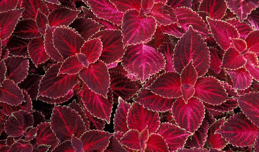 Красная крапива