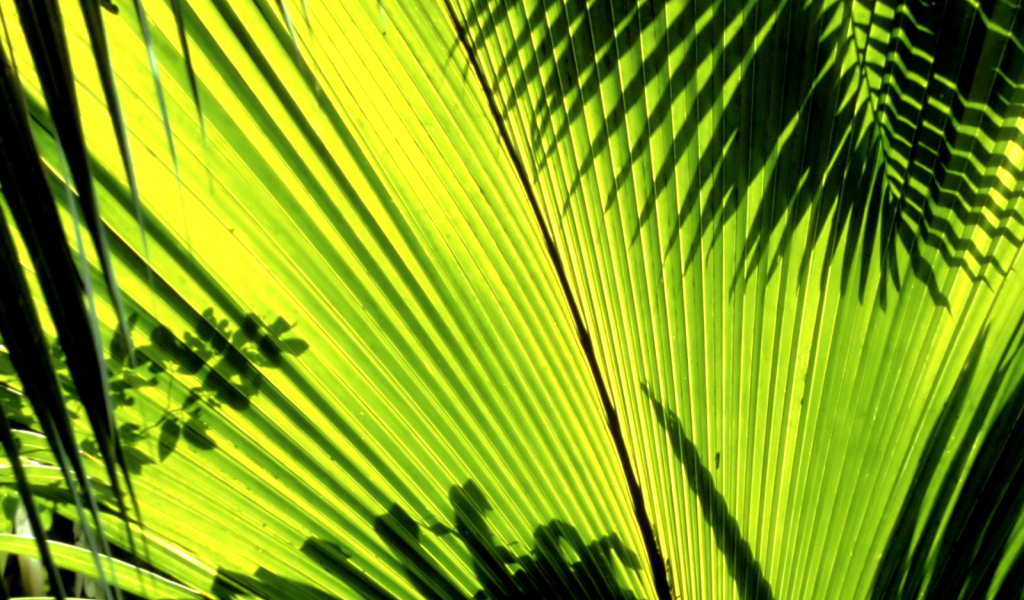 Тени листьев