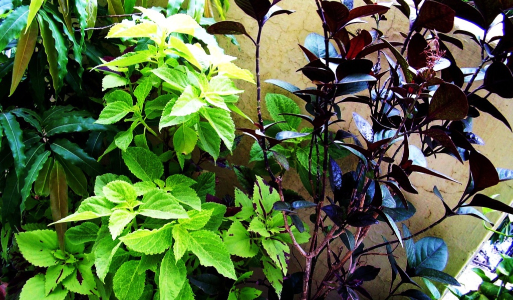 Три растения