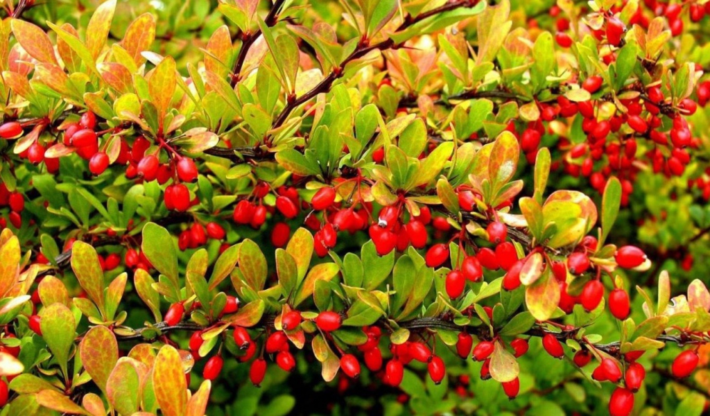 Дерево с красными фруктами