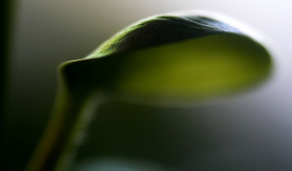 Лист зонтик