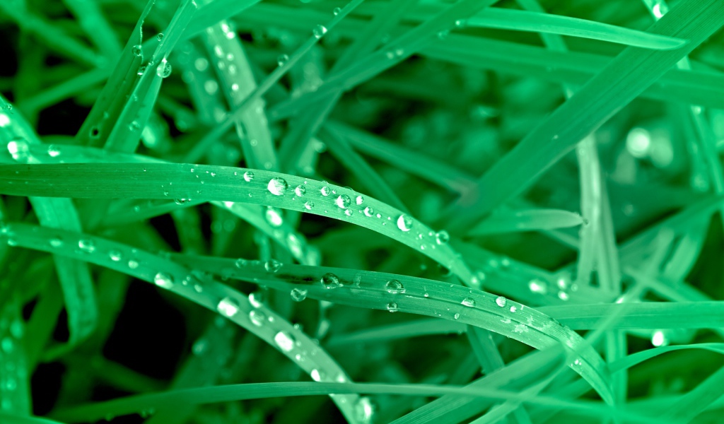 Яркие зеленые листья