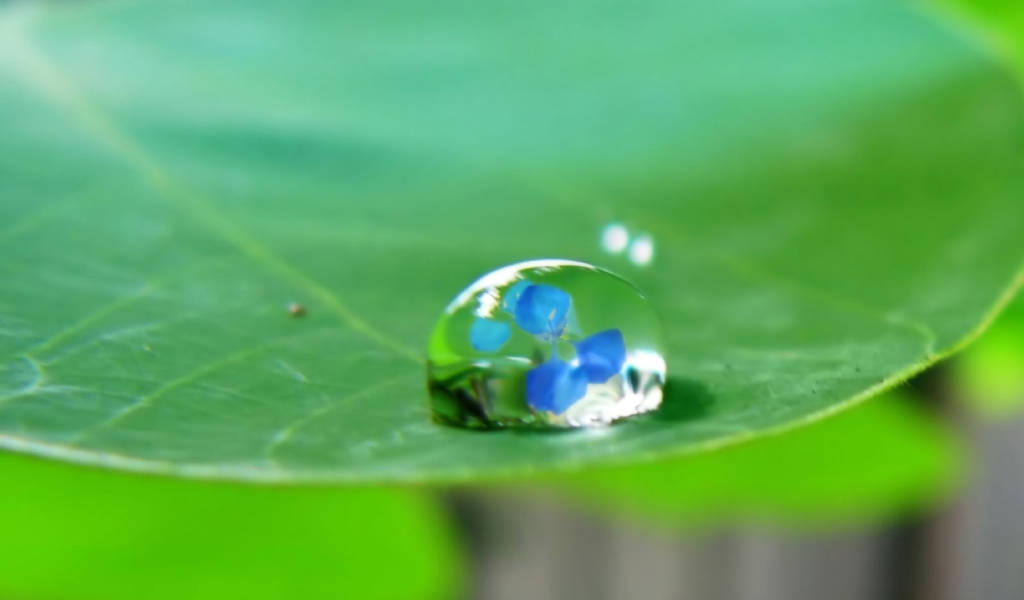 Водяная капелька на зеленом листе