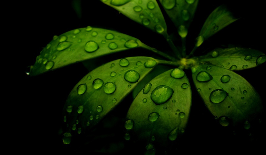 Вода на моих листьях