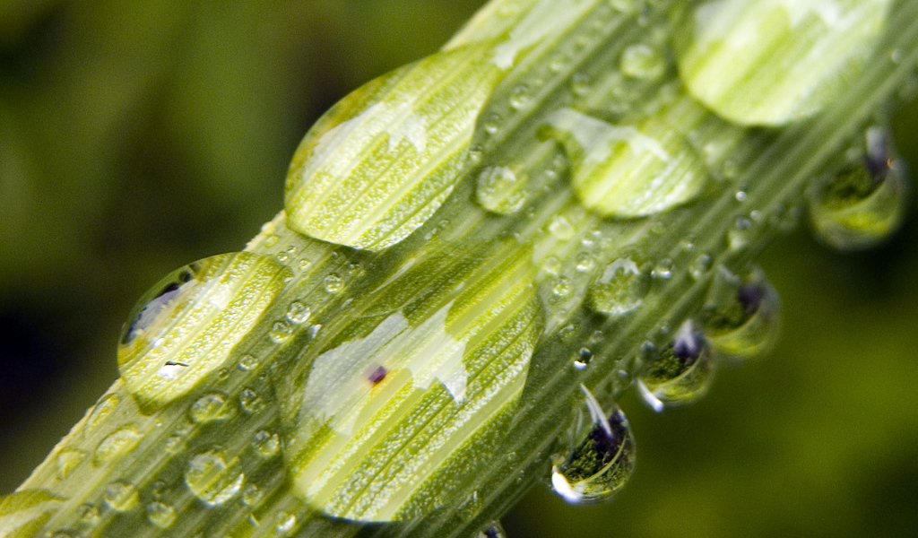 Вода на растениях
