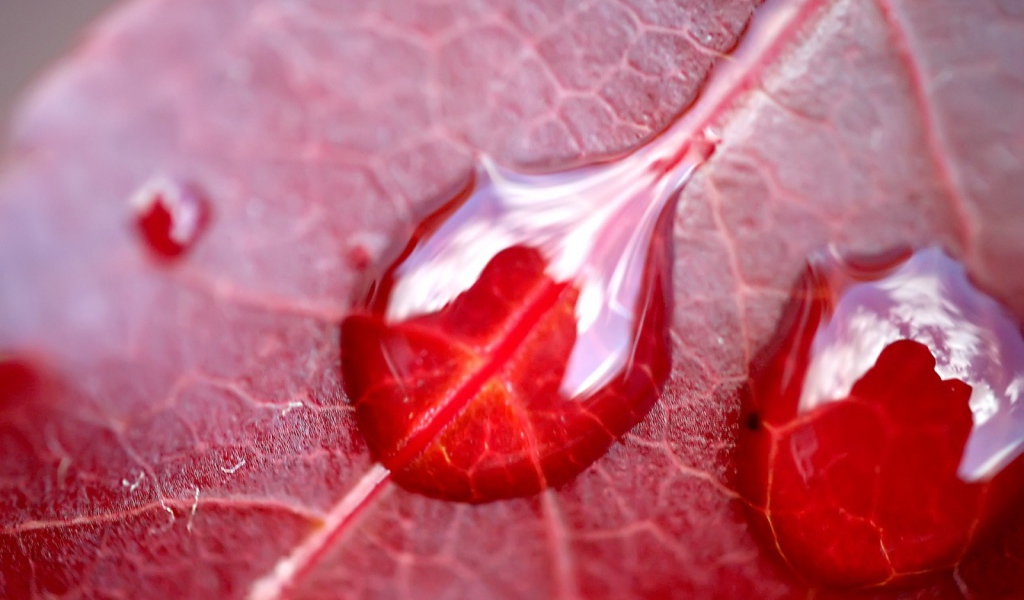 Вода на красном листе