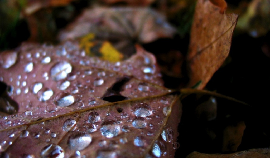Капли воды на старом листике