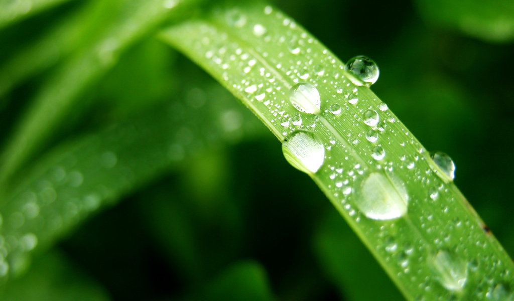 Влажный лист