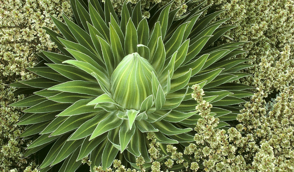 Дикое сочное растение