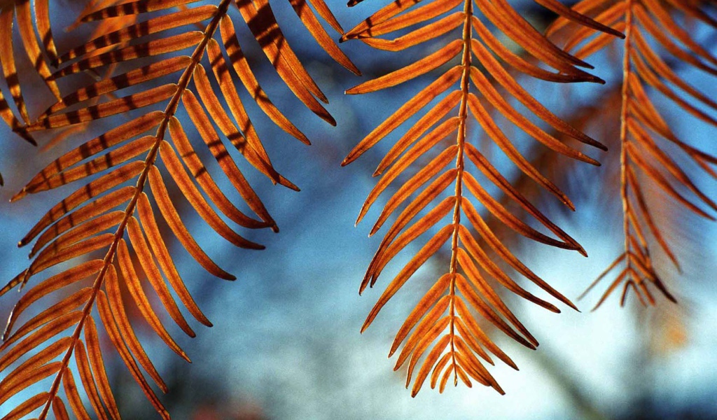 Осенние листья на ветру