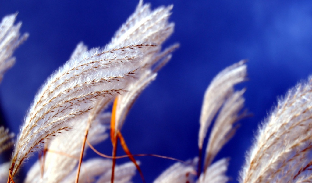 Прикасновение ветра