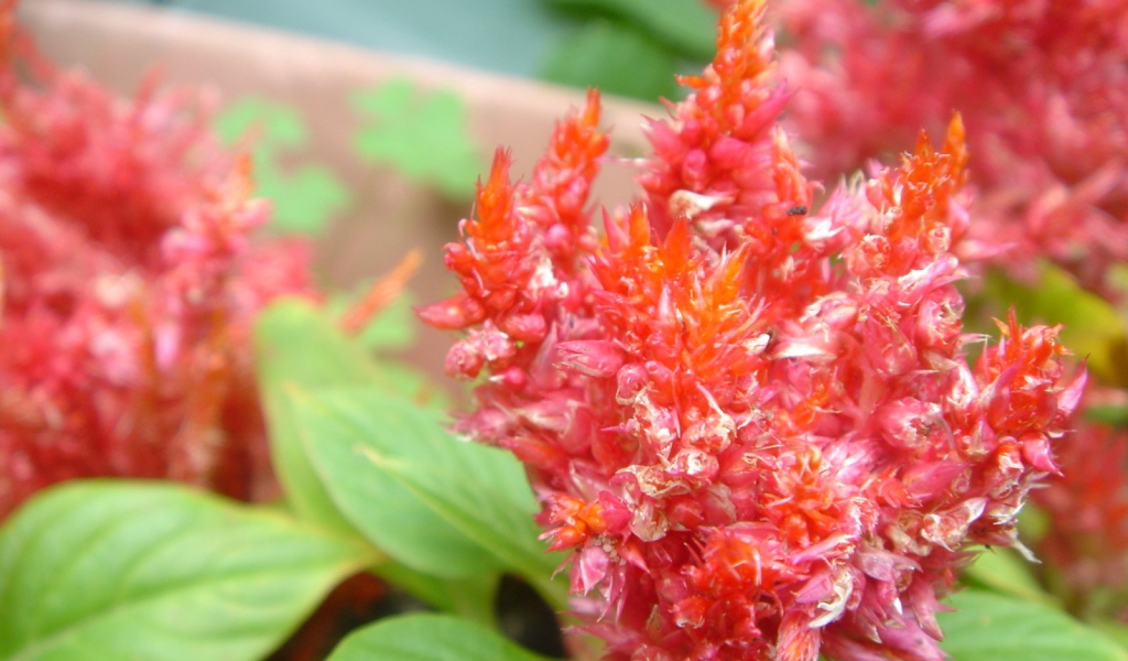 красный цветок