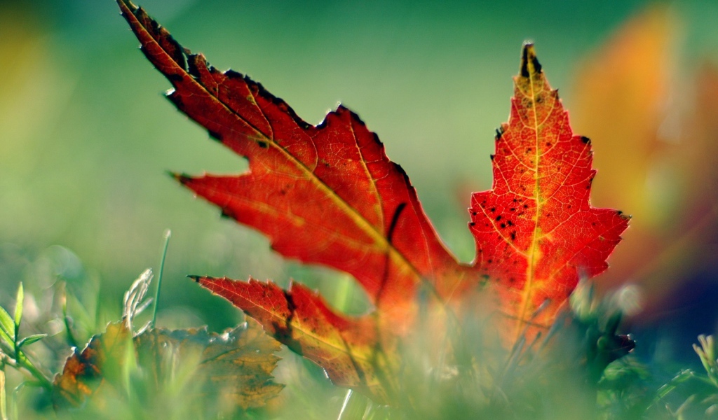 красный лист в траве