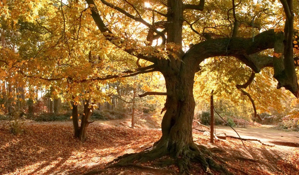 Старое дерево осенью