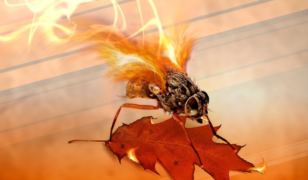 Огненная муха