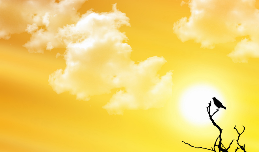 Птица заката