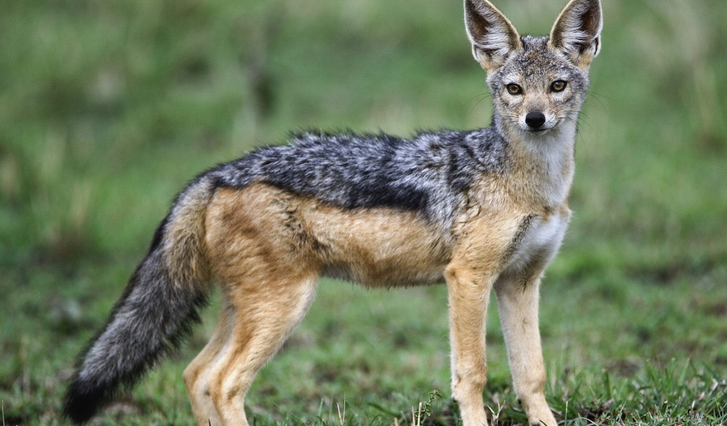 Взрослый Чернобокий Шакал / Masai Mara / Кения / Африка