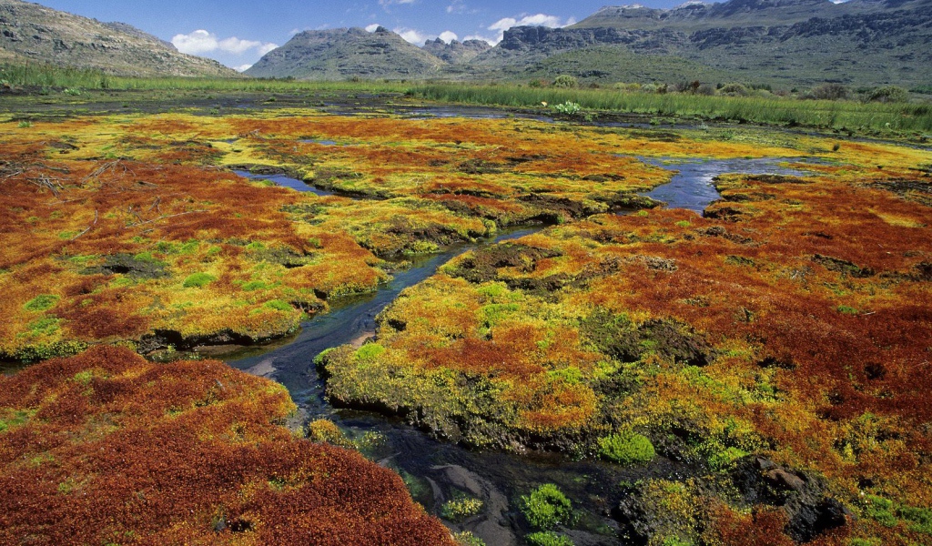 Colorful Mosses / Cedarberg Wilderness Area / Northern Cape /  South Africa