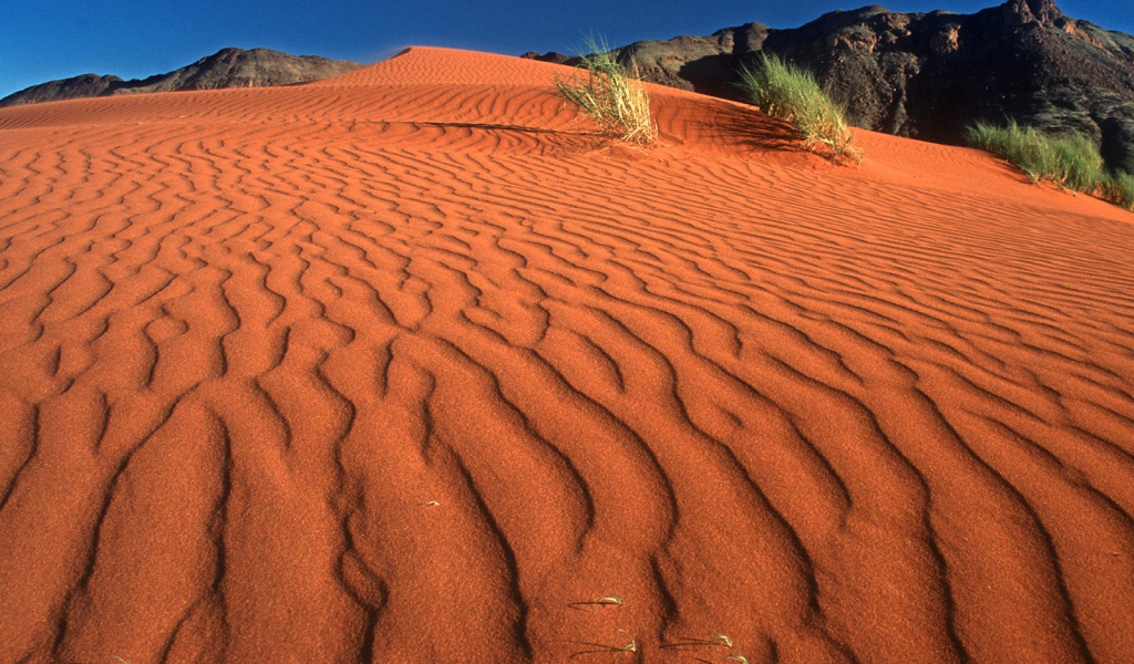 Crawling on the Dune / Namib Rand Nature Reserve / Namibia  / Africa