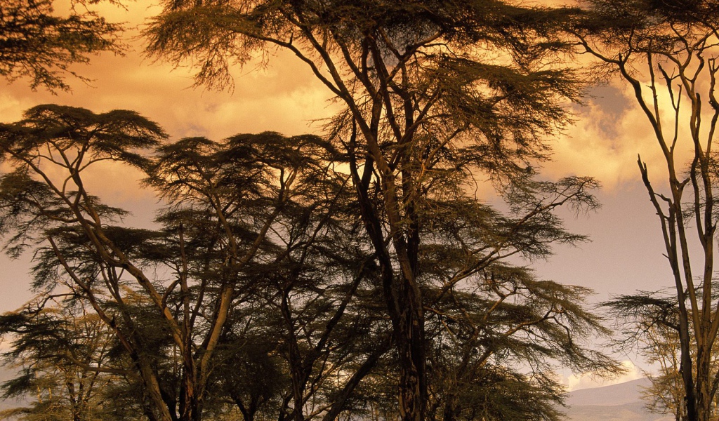 Деревья Лихорадки на Закате / Африка