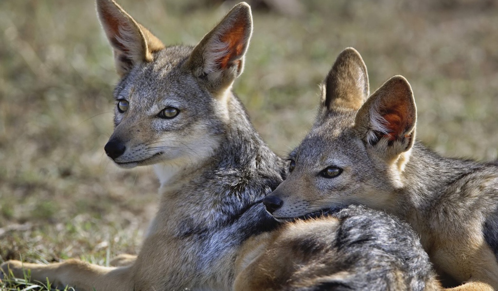 Шакалы / Кения / Африка