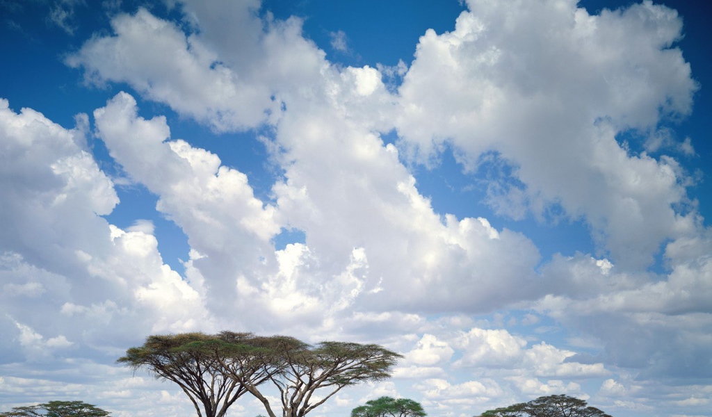 Masai Mara / Кения / Африка