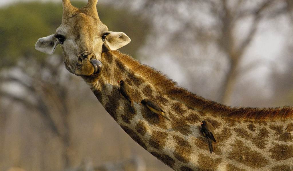 Любопытный Жираф / Африка