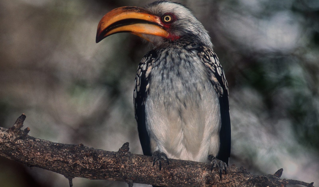 Гордая Птица - носорог / Парк Kruger / Южная Африка