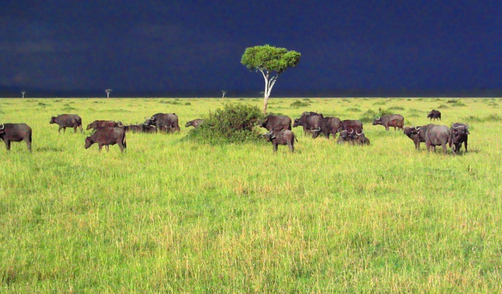 Саванна / Африка