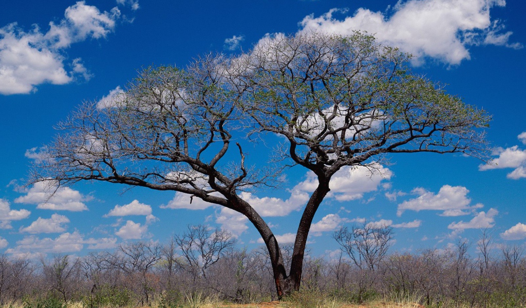 Шакаве / Ботсвана / Африка