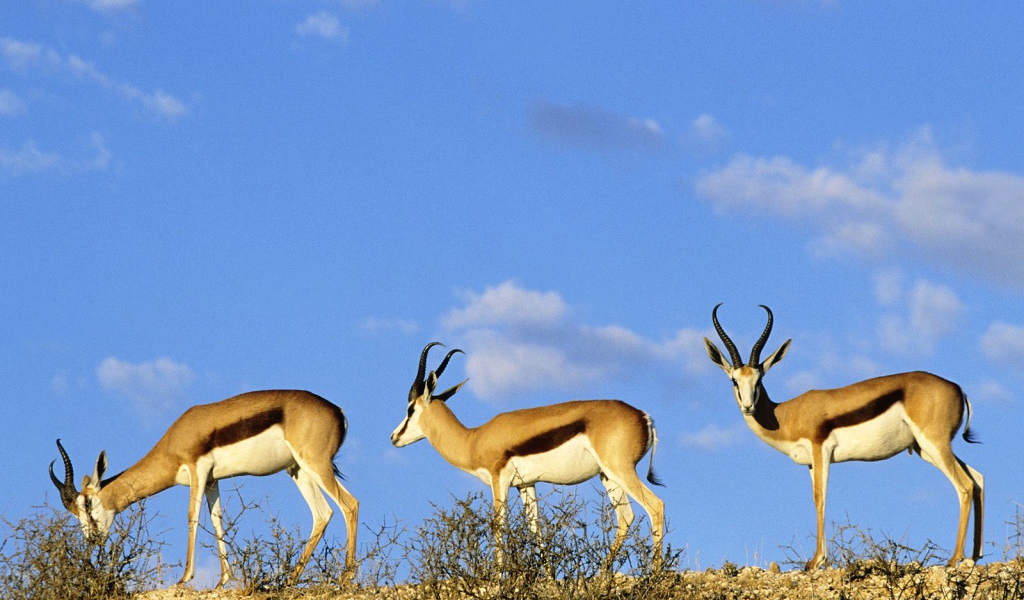 Шпрингбоки / Kgalagadi  Парк / Калахари / Африка