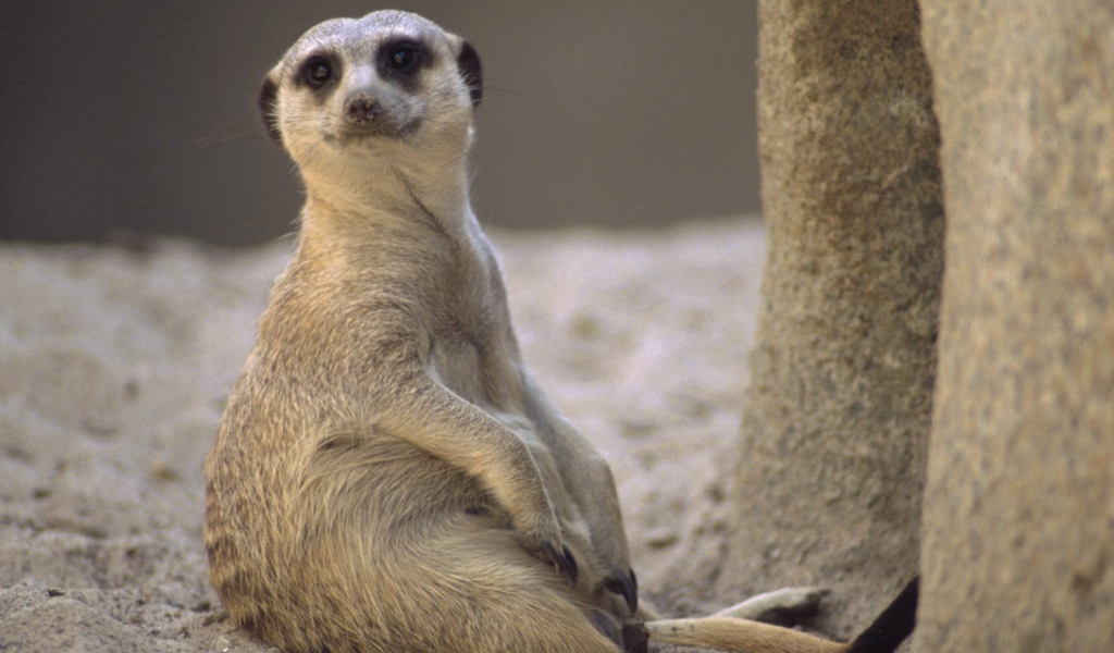 Отдых / Meerkat / Африка