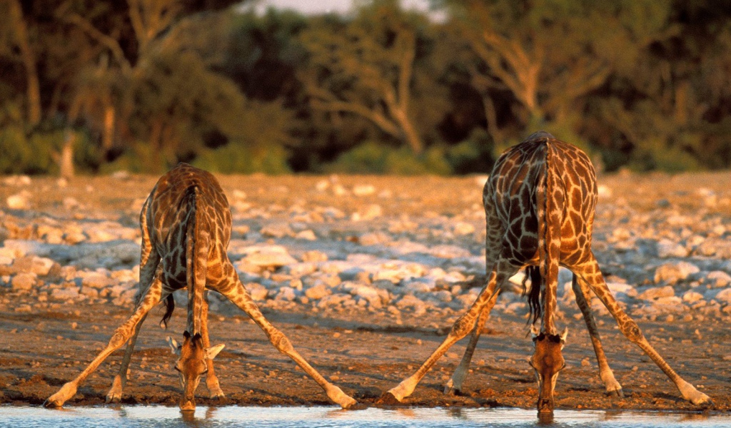 Измученные жаждой Жирафы / Etosha Национальный Парк / Намибия / Африка