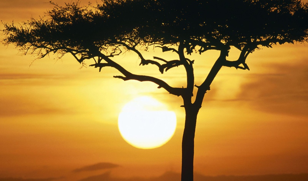 Синие Дикие животные в Восходе солнца / Масаи Мара / Кения / Африка