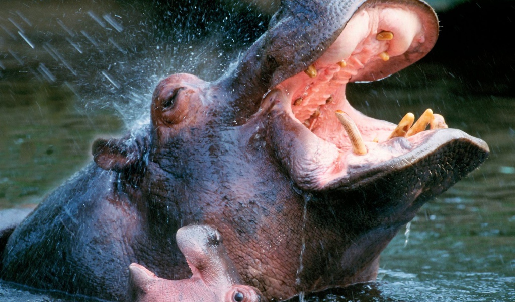 Bathing Hippopotamuses / Africa