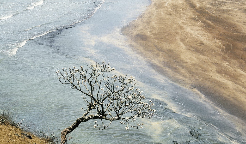 Дерево Champak / Махараштра / Индия