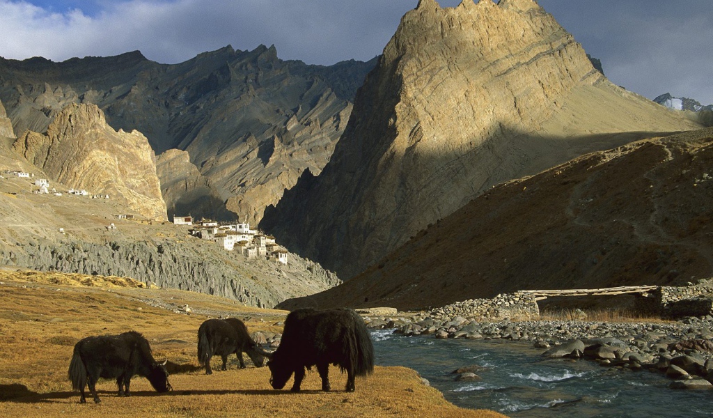  Яки / Рядом с Деревней Фотоскар / Ладакх / Индия