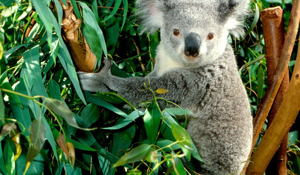 Koala / Australia