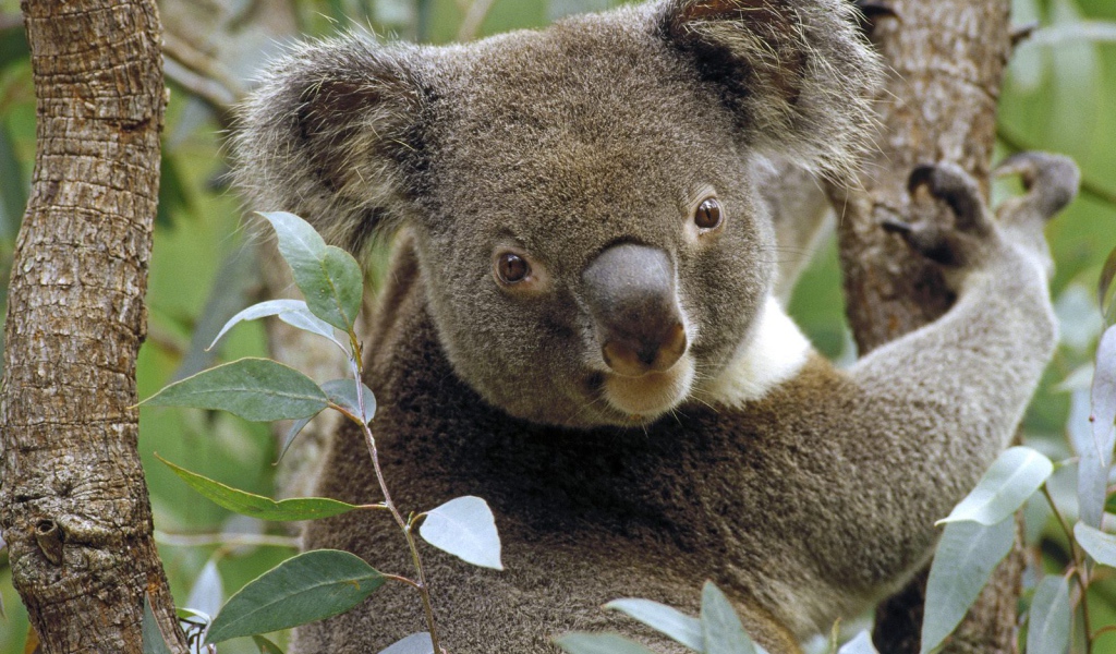 Коала на Дереве Эвкалипта / Австралия