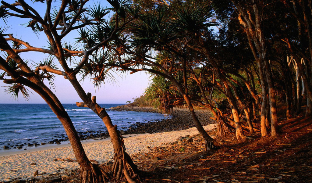 Берег дерева чая