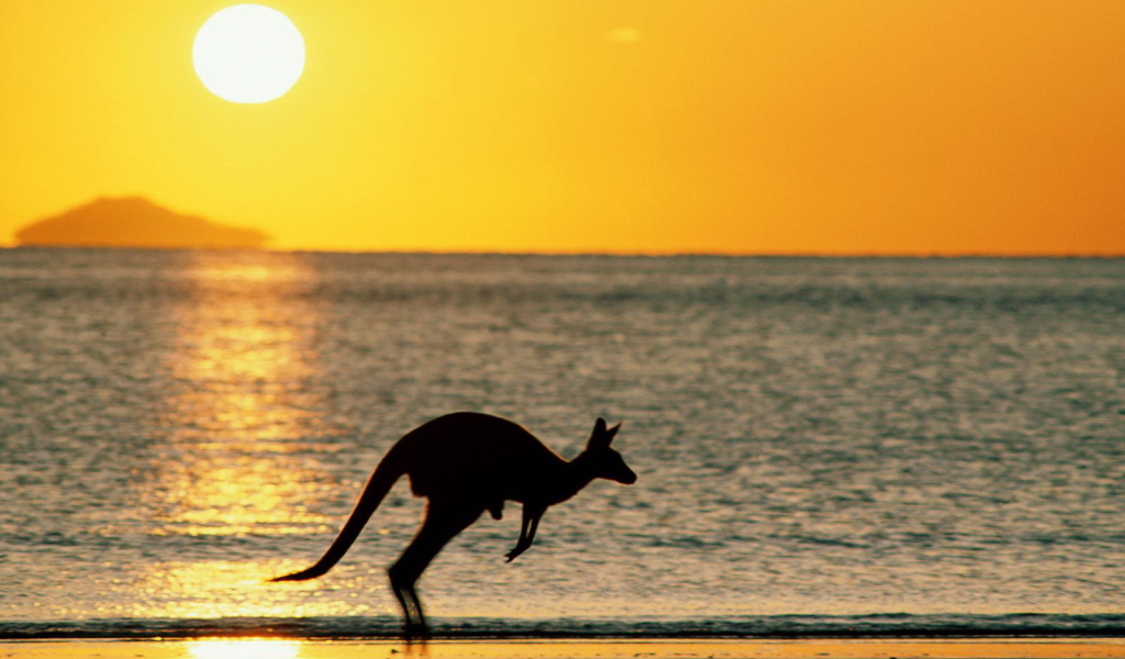 Кенгуру - Австралия